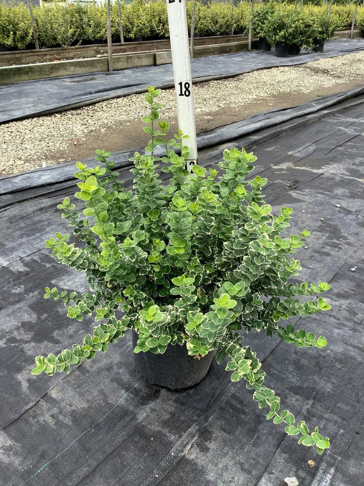 Emerald Gaiety Wintercreeper Euonymus shrub in a nursery container showing dense green and white variegated foliage.