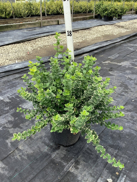 Emerald Gaiety Wintercreeper Euonymus shrub in a nursery container showing dense green and white variegated foliage.