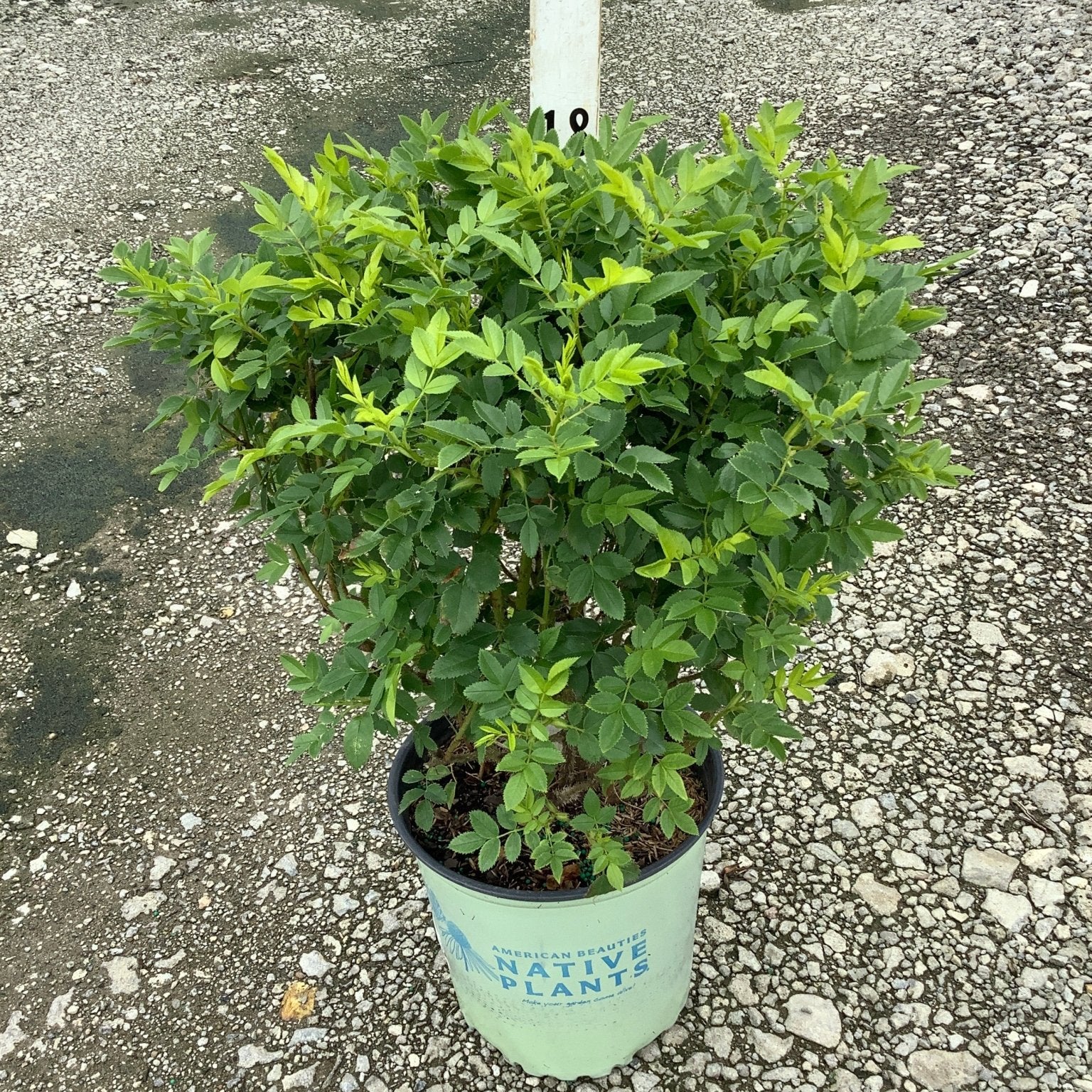 Virginia Rose shrub in a #2 container showing dense green foliage and compact mounding habit.