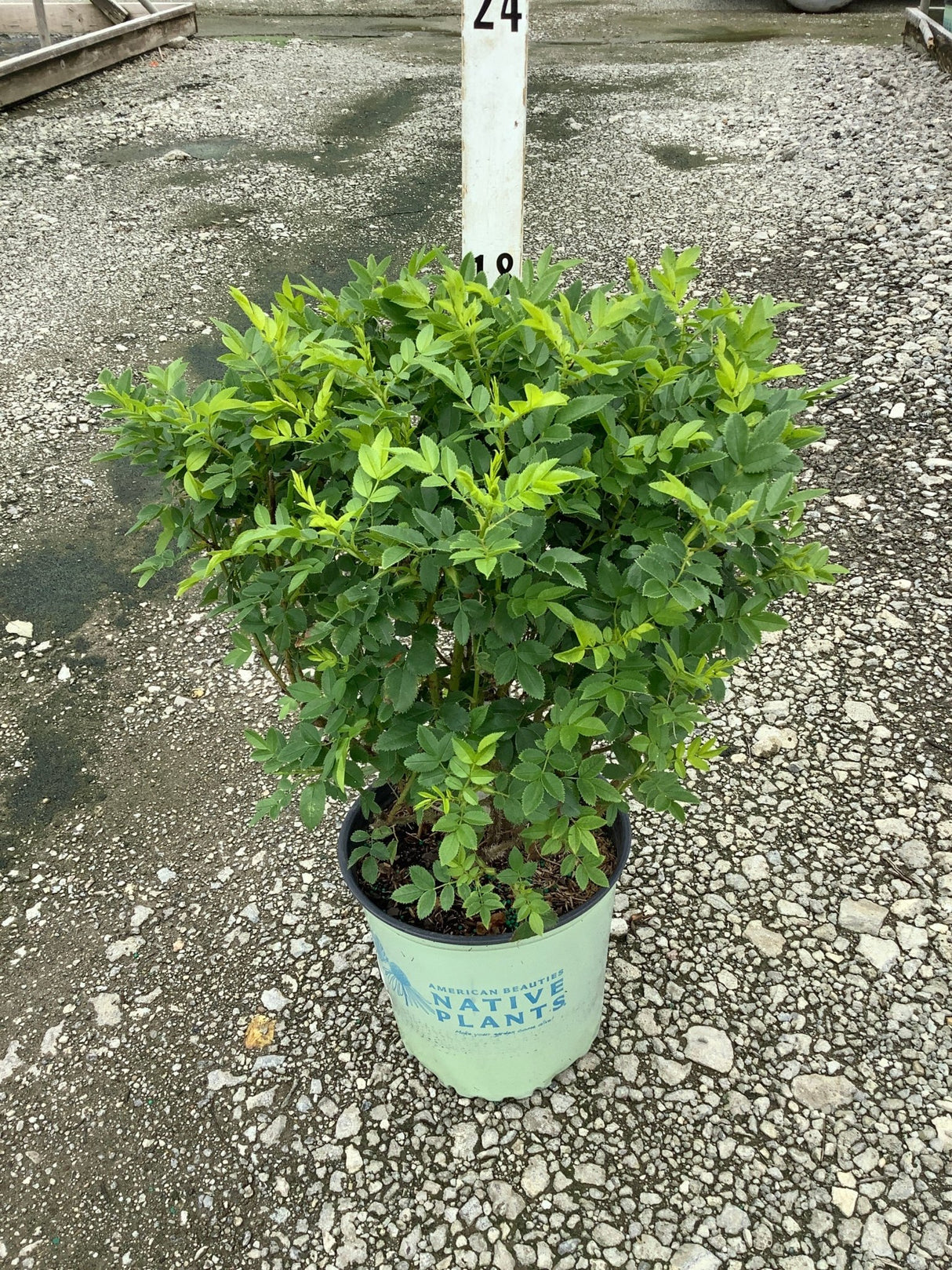 Virginia Rose shrub in a #2 container showing dense green foliage and compact mounding habit.