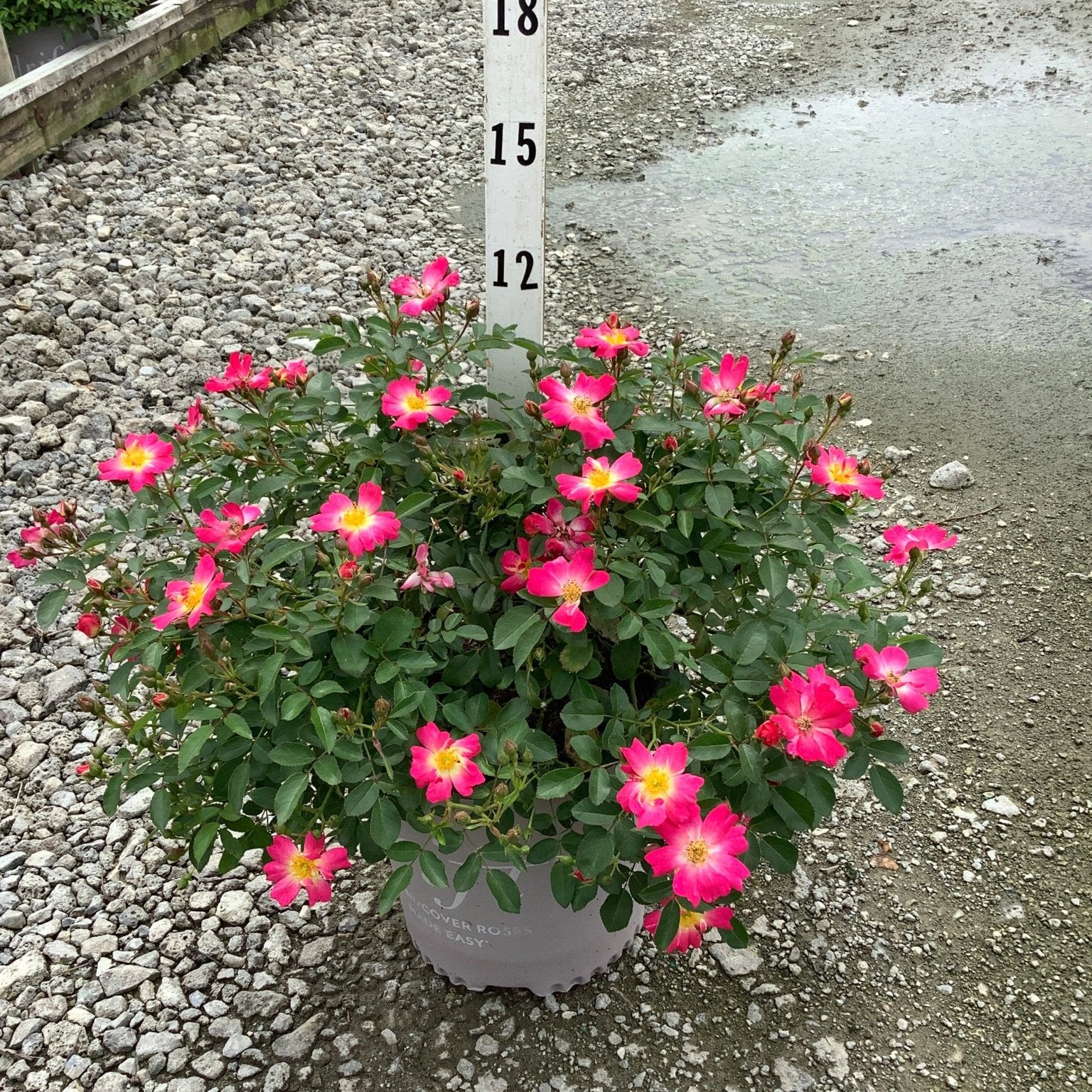 Pink Drift Groundcover Rose in a container, covered in bright pink single blooms with yellow centers, shown against a measurement stake.