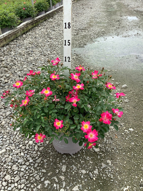 Pink Drift Groundcover Rose in a container, covered in bright pink single blooms with yellow centers, shown against a measurement stake.