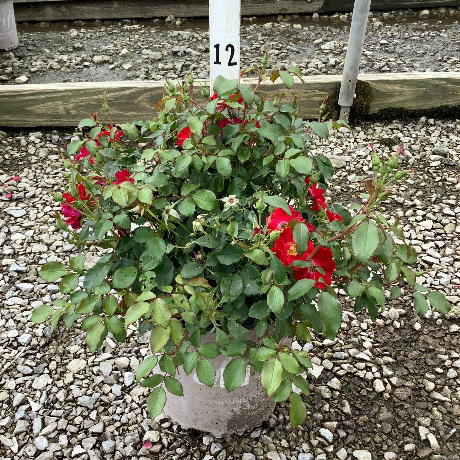 Scarlet Drift Groundcover Rose in a #2 container with bright red blooms and dense green foliage, displayed at a nursery.