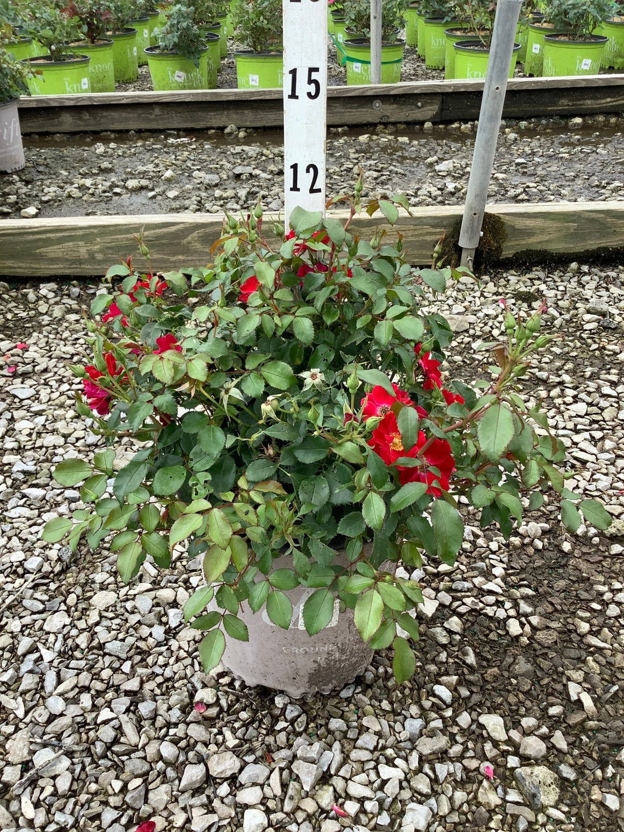 Scarlet Drift Groundcover Rose in a #2 container with bright red blooms and dense green foliage, displayed at a nursery.