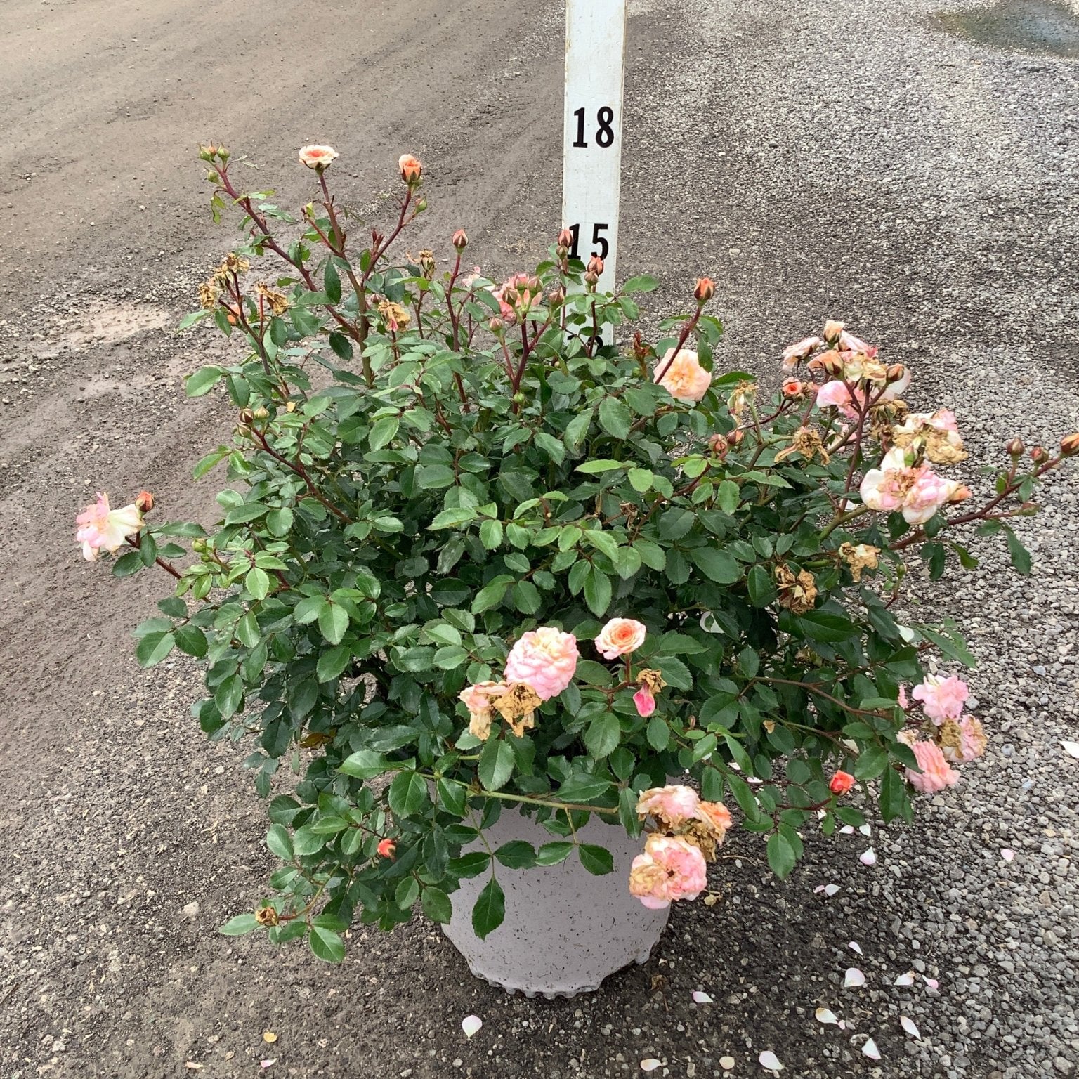 Apricot Drift Groundcover Rose in a white container showing soft pink and apricot blooms with lush green foliage.