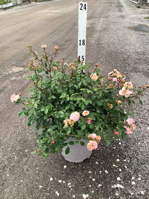 Apricot Drift Groundcover Rose in a white container showing soft pink and apricot blooms with lush green foliage.