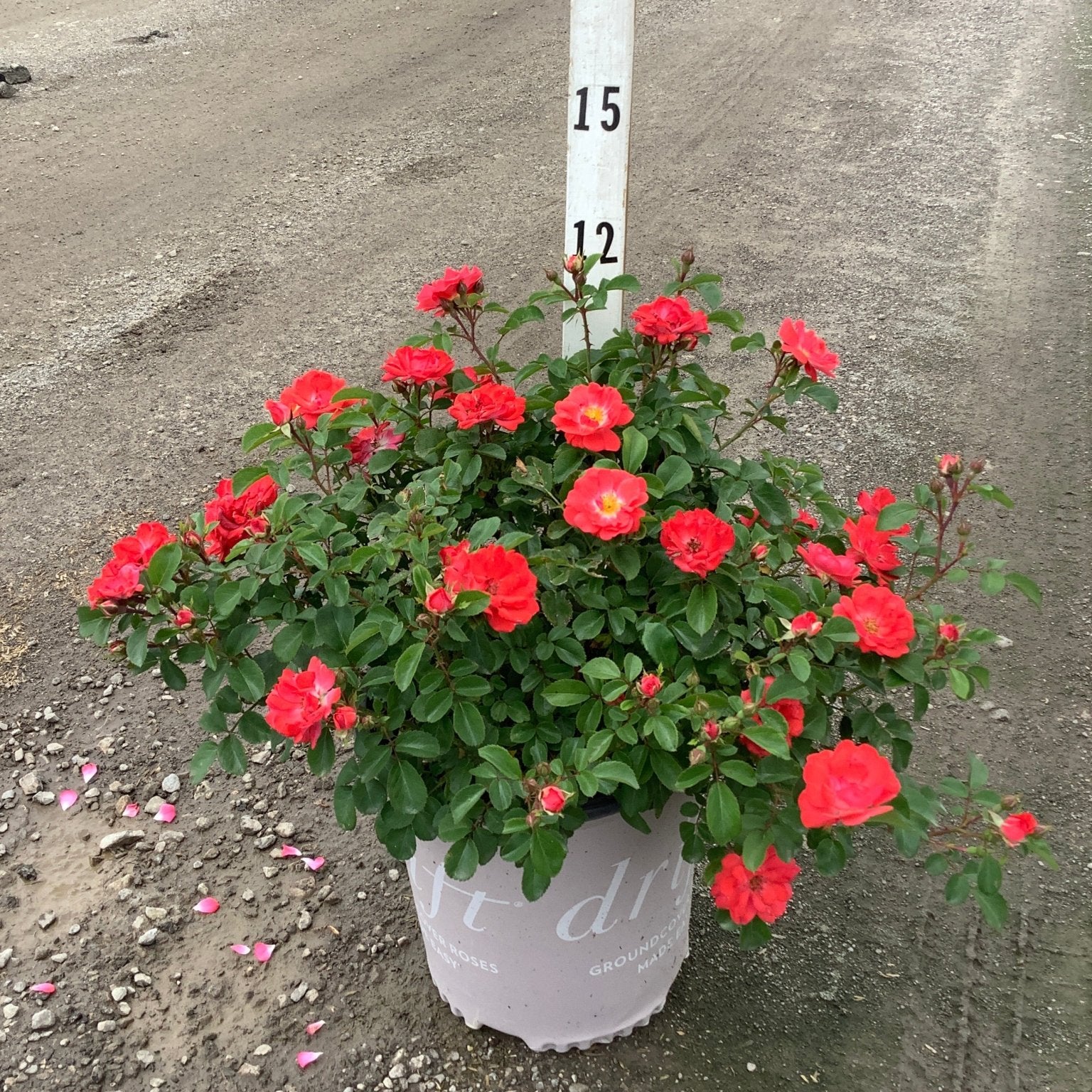Coral Drift Groundcover Rose in a container, covered in bright coral-red blooms, displayed next to a measurement stake.