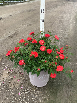 Coral Drift Groundcover Rose in a container, covered in bright coral-red blooms, displayed next to a measurement stake.
