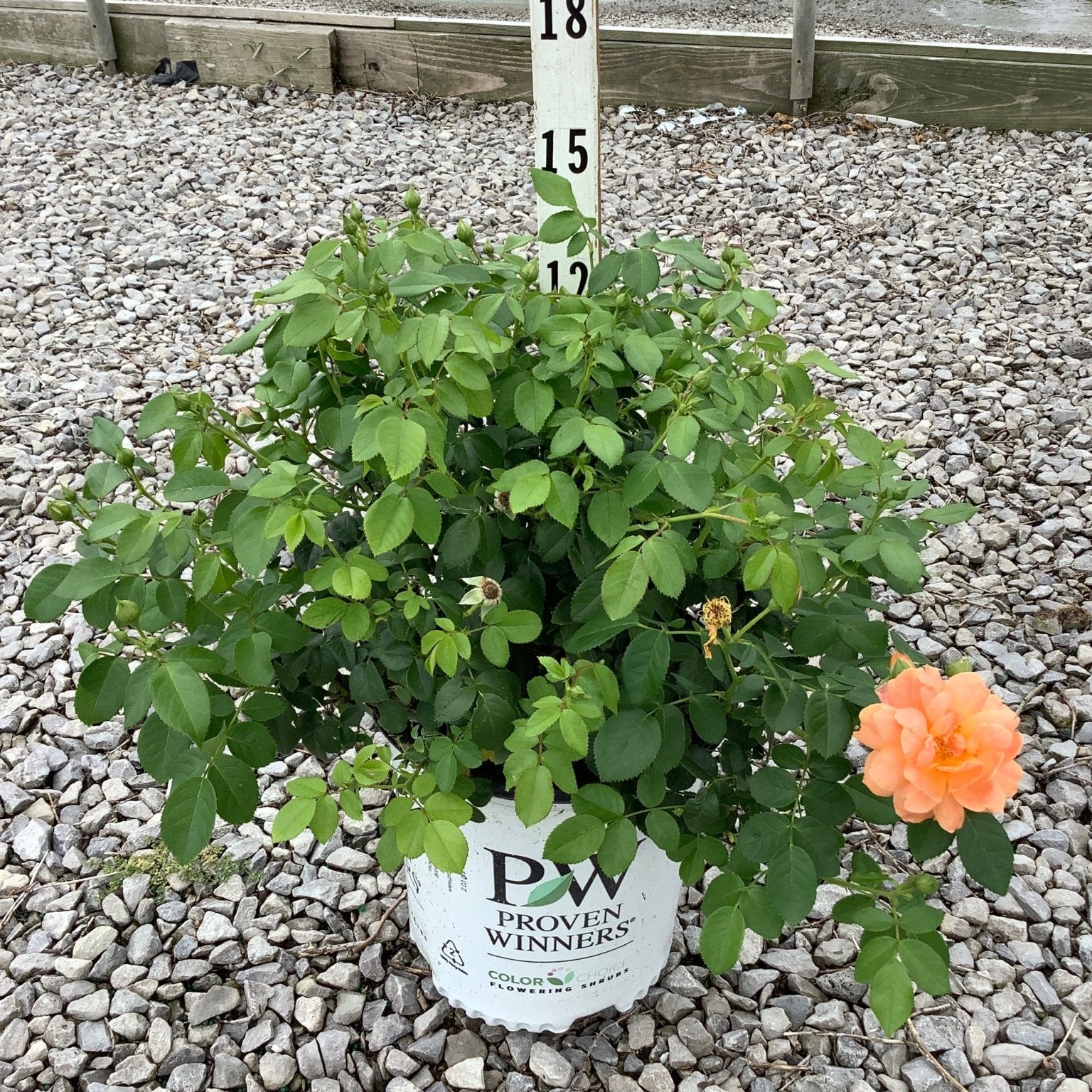 At Last Hybrid Tea Rose in a Proven Winners #2 container with lush green foliage and a single peach-orange bloom.