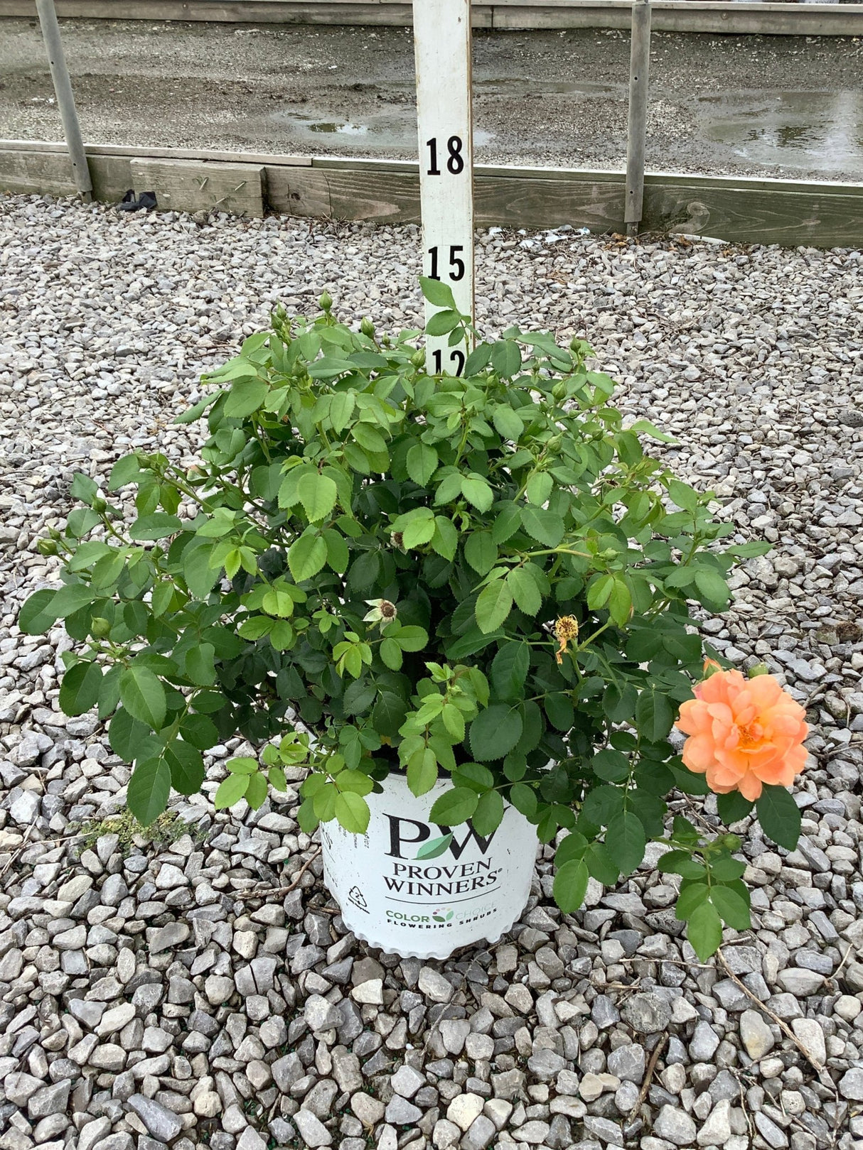 At Last Hybrid Tea Rose in a Proven Winners #2 container with lush green foliage and a single peach-orange bloom.