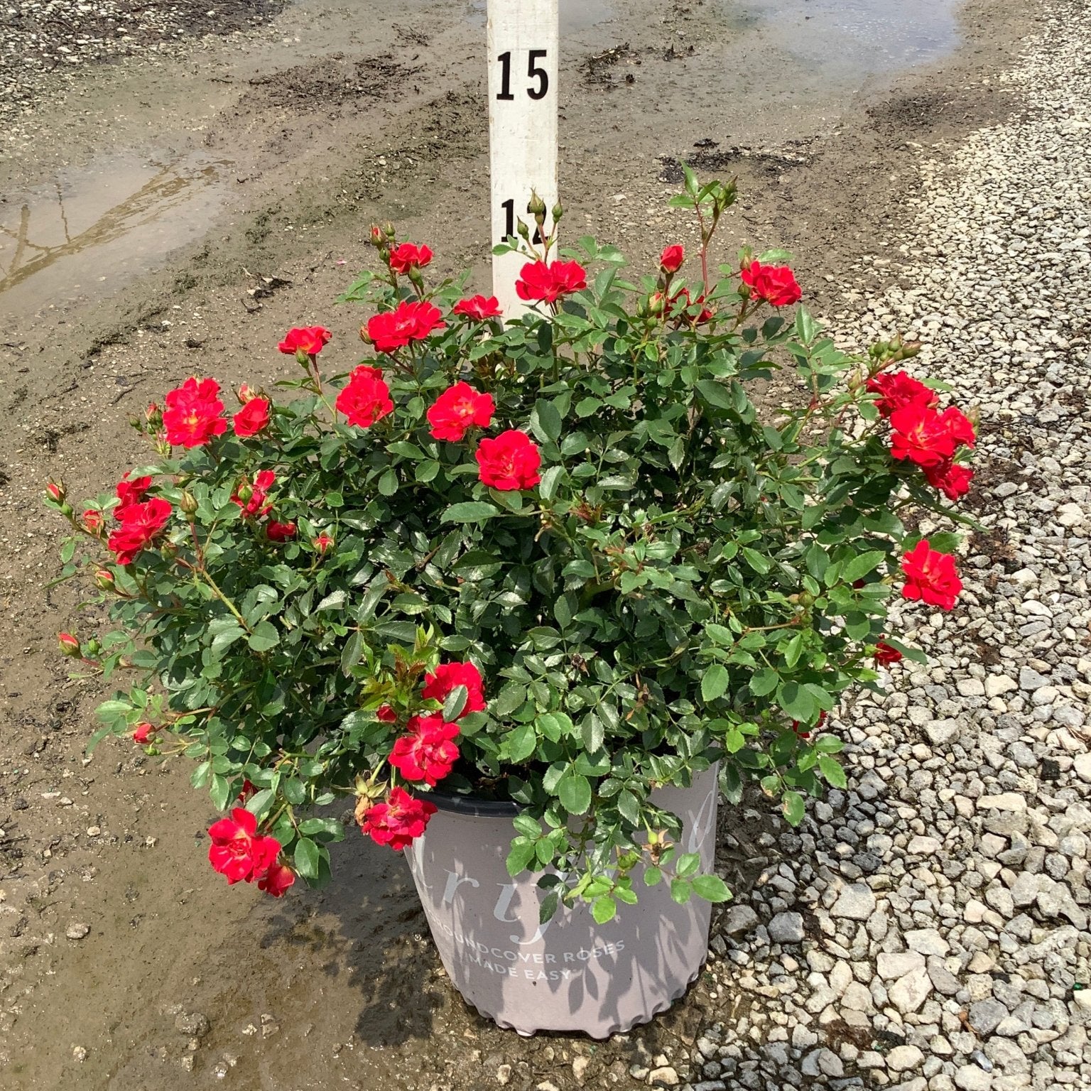 Red Drift Groundcover Rose in a #2 container displaying abundant red blooms against dark green foliage.