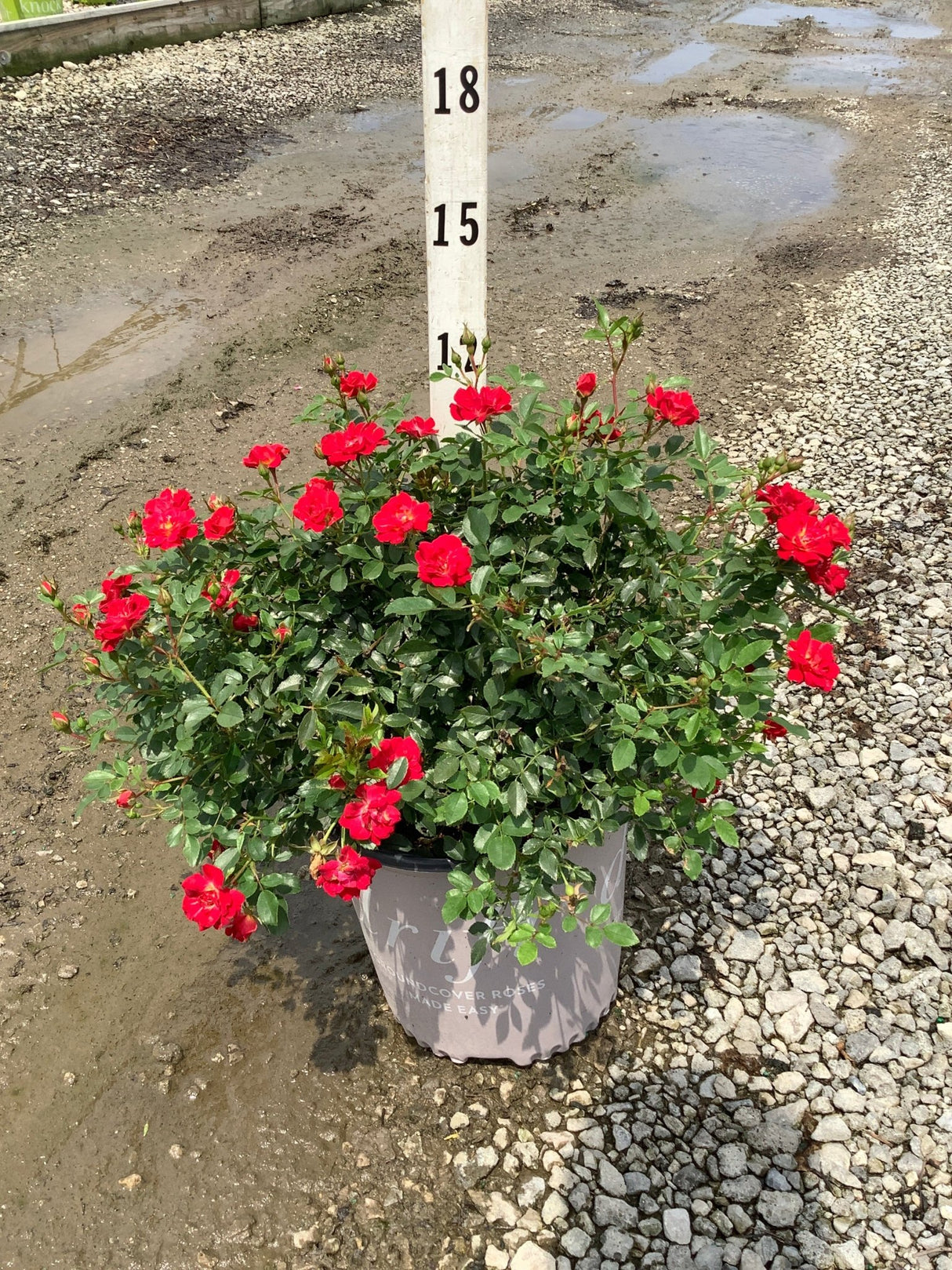Red Drift Groundcover Rose in a #2 container displaying abundant red blooms against dark green foliage.