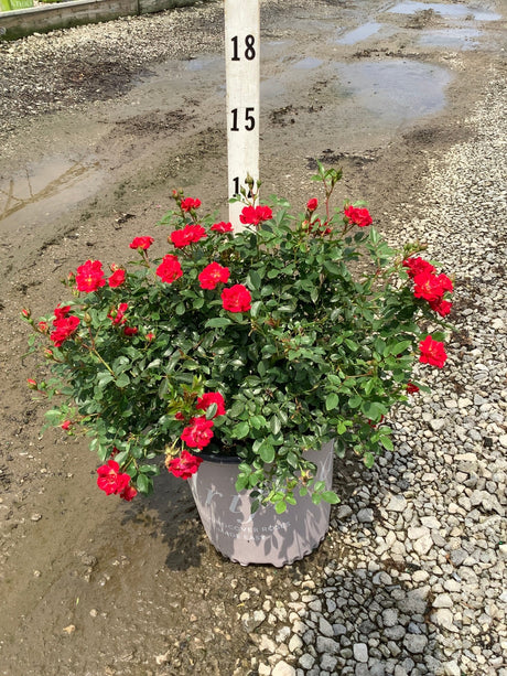 Red Drift Groundcover Rose in a #2 container displaying abundant red blooms against dark green foliage.