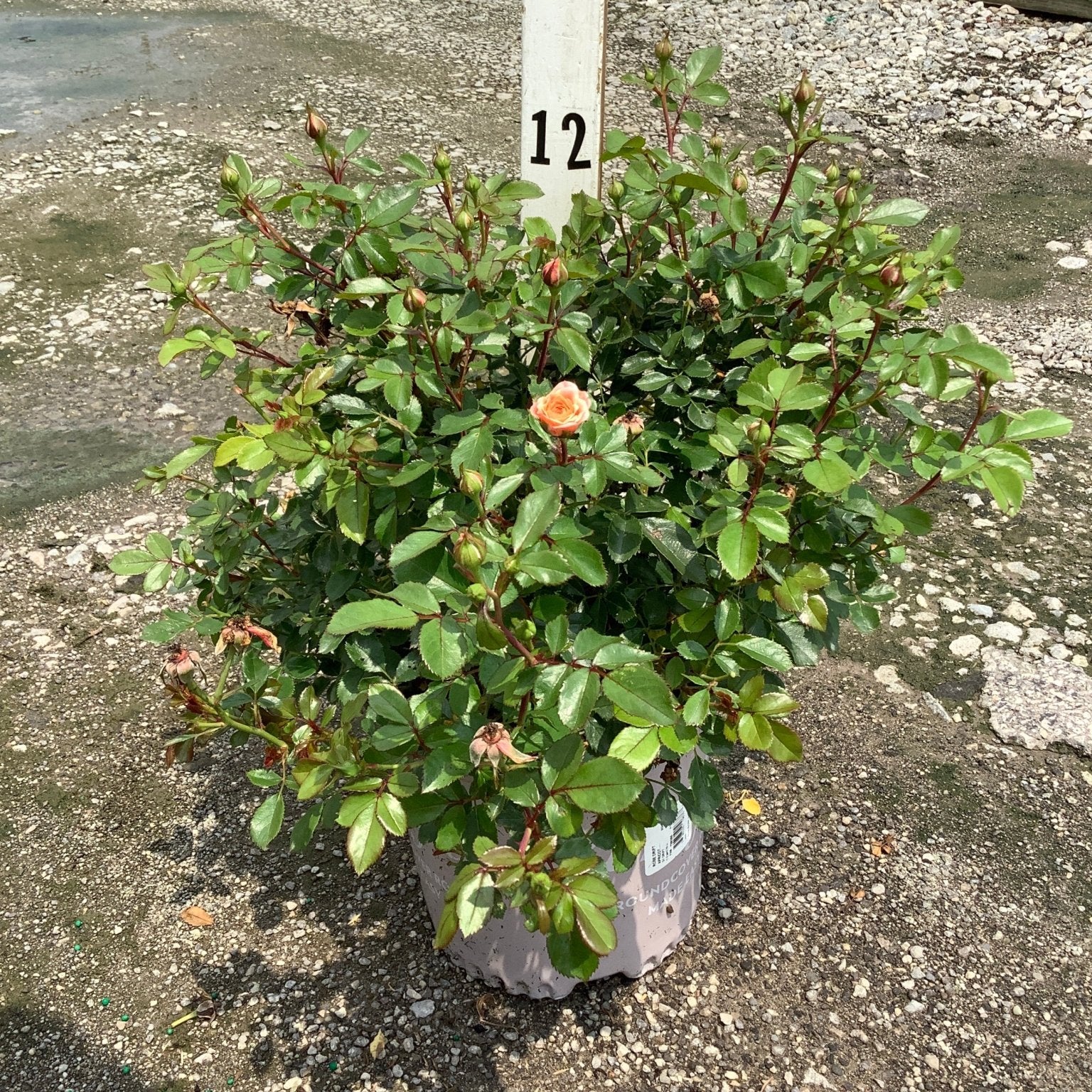 Apricot Drift Groundcover Rose in a nursery container with one open peach bloom and many buds ready to open.
