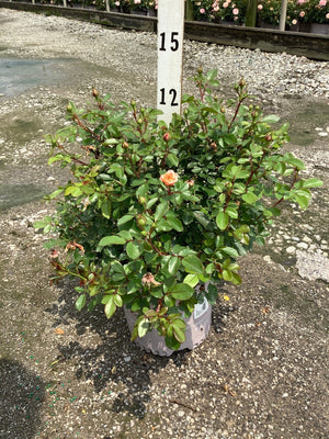 Apricot Drift Groundcover Rose in a nursery container with one open peach bloom and many buds ready to open.