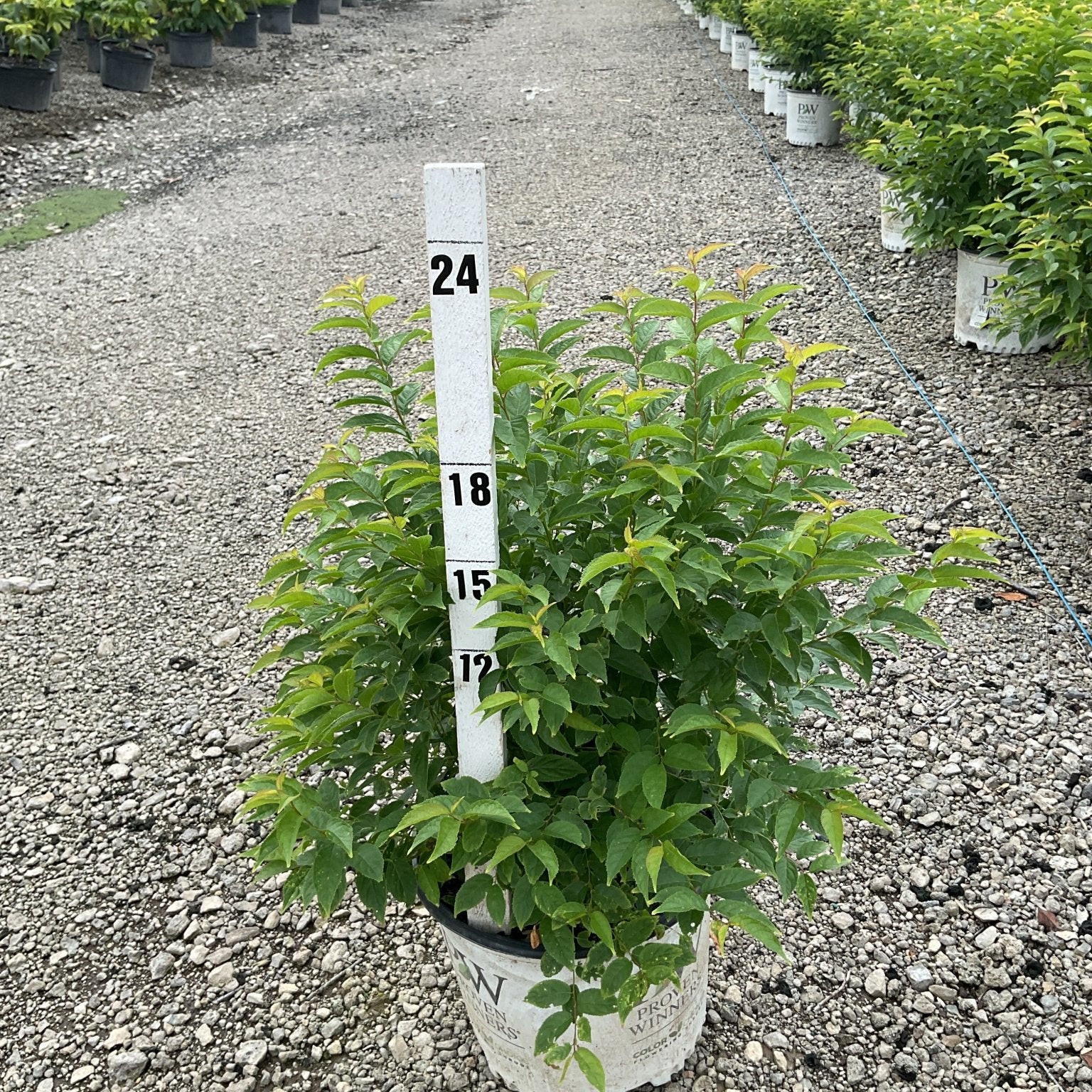 Easy as Pie Bush Cherry shrub in a Proven Winners container at a nursery, measured at approximately 18 inches tall.