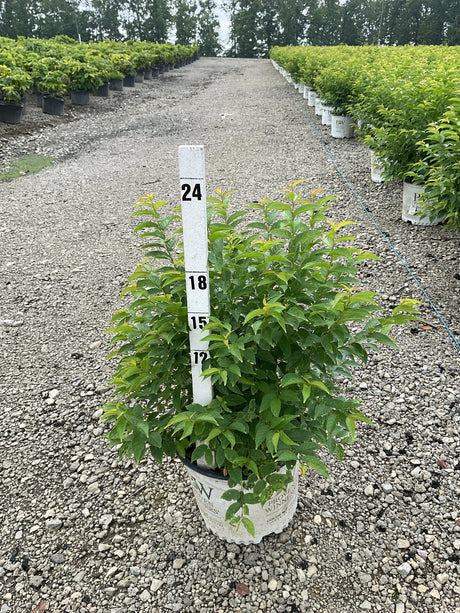 Easy as Pie Bush Cherry shrub in a Proven Winners container at a nursery, measured at approximately 18 inches tall.