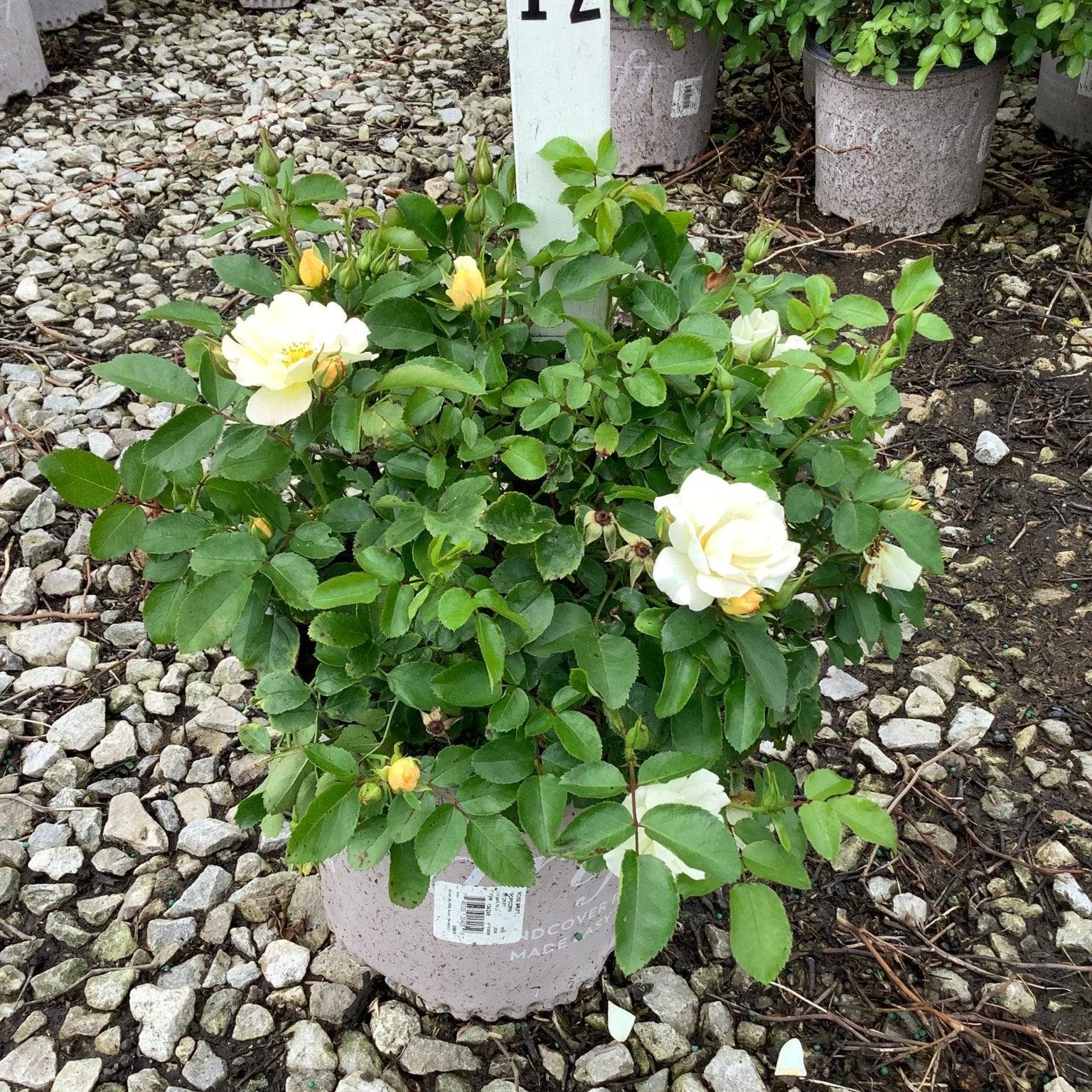 Popcorn Drift Groundcover Rose in a #1 container displaying creamy yellow blooms and buds at a nursery.