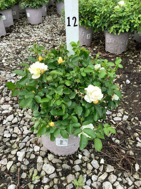 Popcorn Drift Groundcover Rose in a #1 container displaying creamy yellow blooms and buds at a nursery.