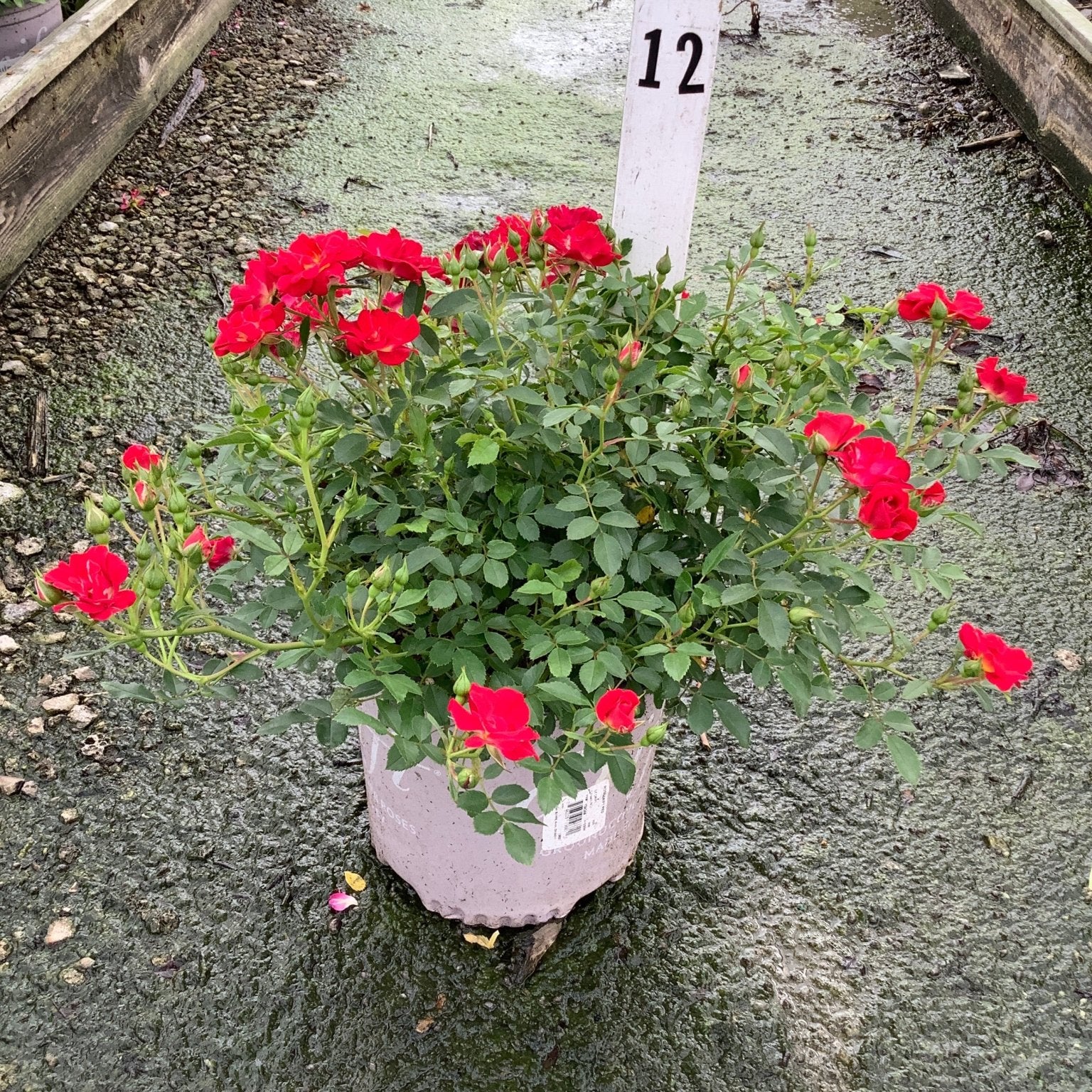 Red Drift Groundcover Rose in a nursery container displaying clusters of bright red blooms and lush green foliage.