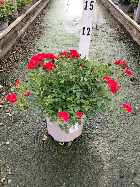 Red Drift Groundcover Rose in a nursery container displaying clusters of bright red blooms and lush green foliage.