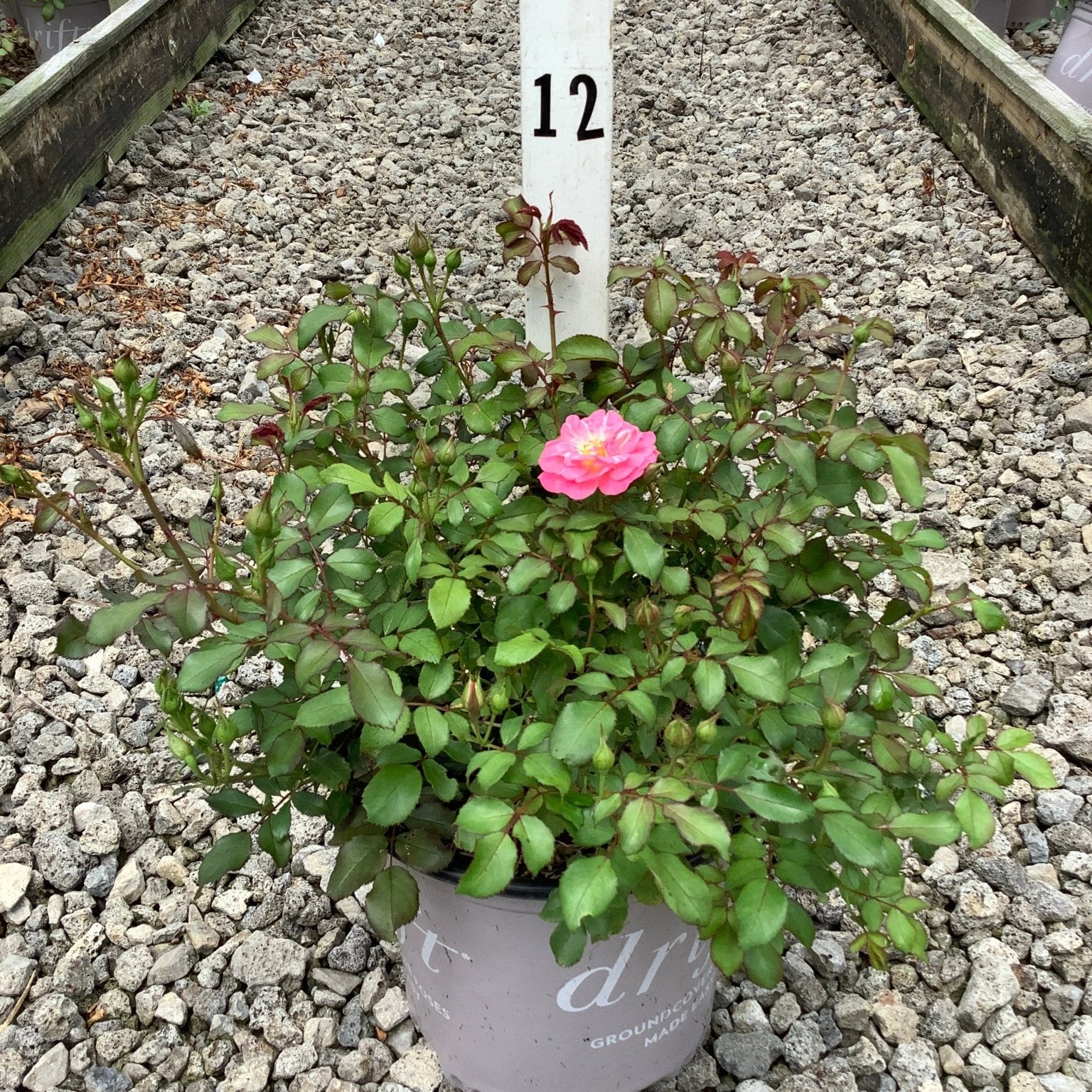 Sweet Drift Rose in a gray nursery container with a single pink bloom and numerous buds on a gravel bed.