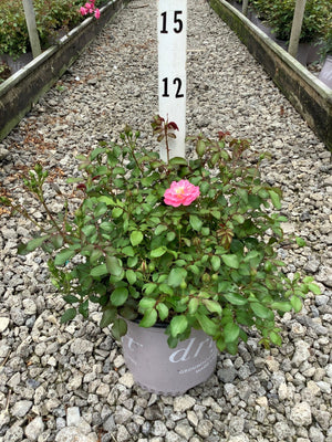Sweet Drift Rose in a gray nursery container with a single pink bloom and numerous buds on a gravel bed.