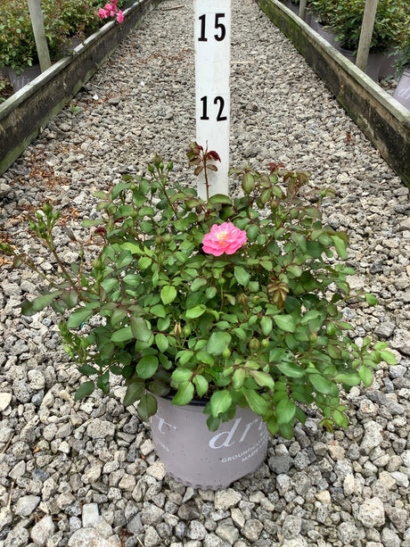 Sweet Drift Rose in a gray nursery container with a single pink bloom and numerous buds on a gravel bed.