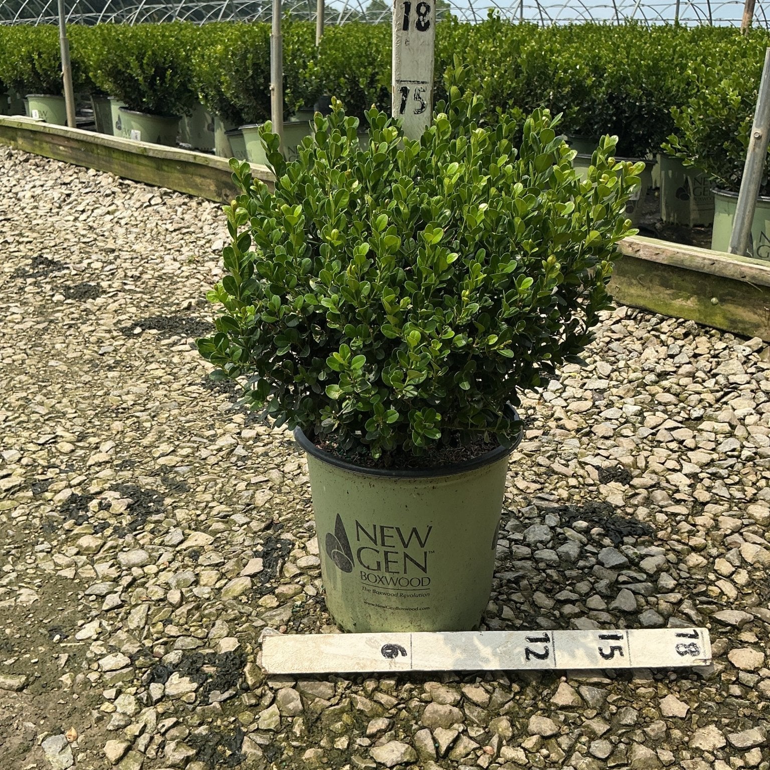 NewGen Freedom Boxwood in a #2 container at a nursery, showing dense dark green foliage with a rounded compact habit.