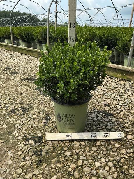NewGen Freedom Boxwood in a #2 container at a nursery, showing dense dark green foliage with a rounded compact habit.