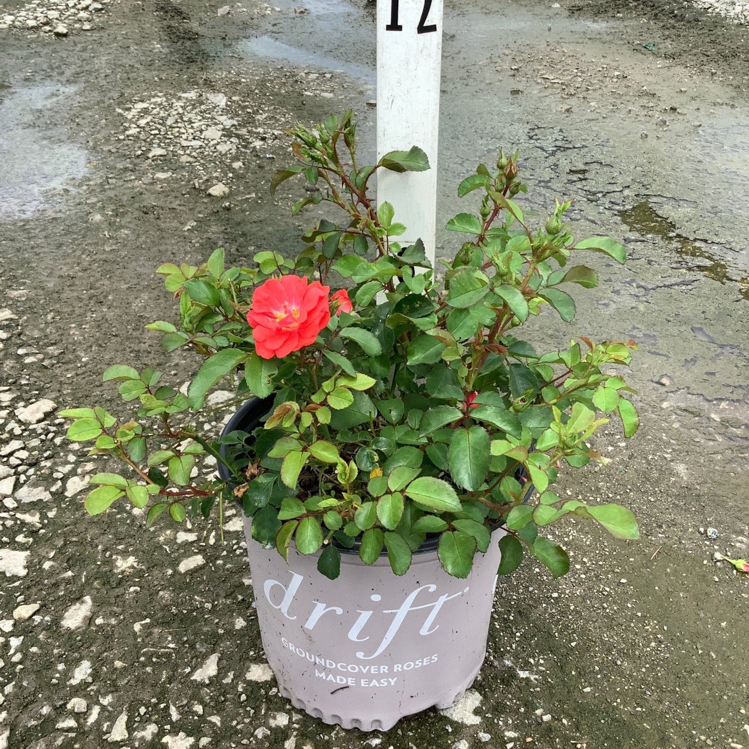 Coral Drift groundcover rose in a nursery container with one open coral-pink bloom and glossy green foliage.