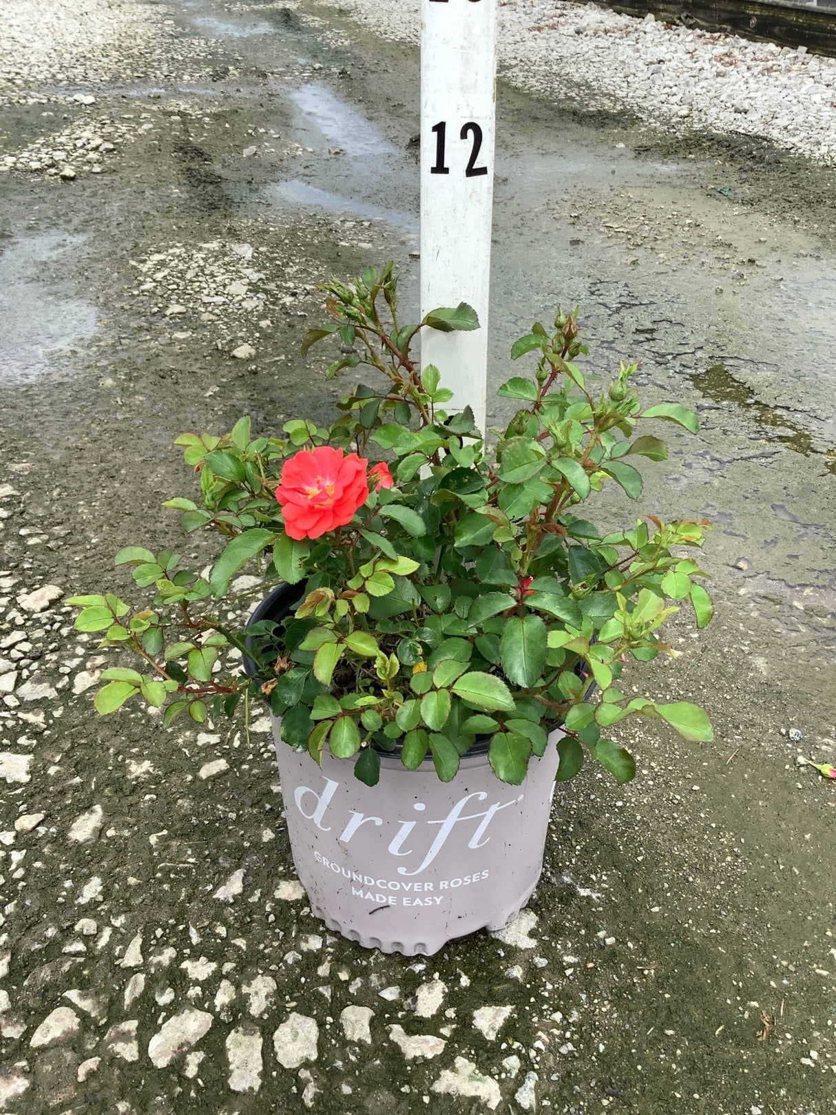 Coral Drift groundcover rose in a nursery container with one open coral-pink bloom and glossy green foliage.
