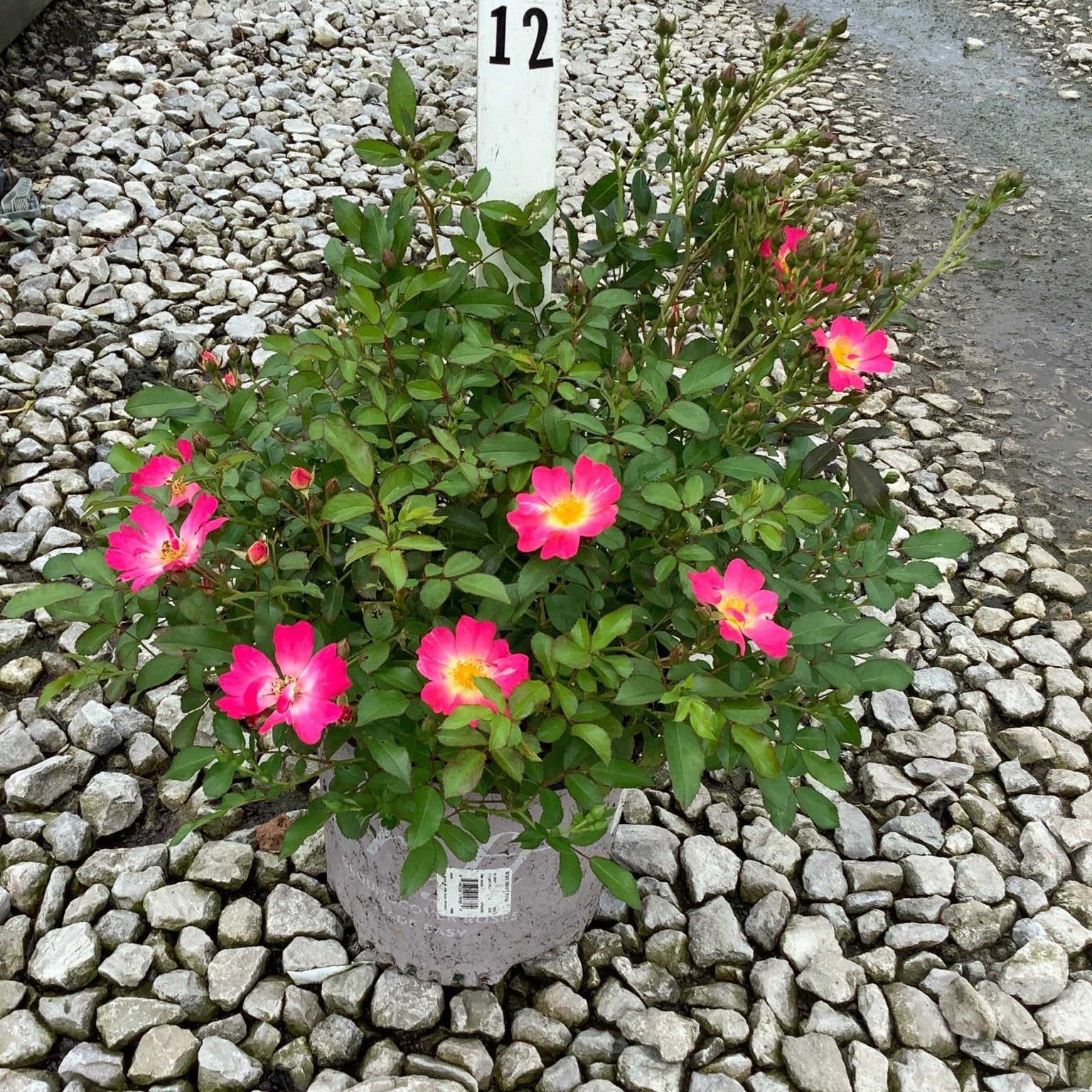 Pink Drift Groundcover Rose in a gray container displaying bright pink open blooms with yellow centers on a gravel nursery bed.