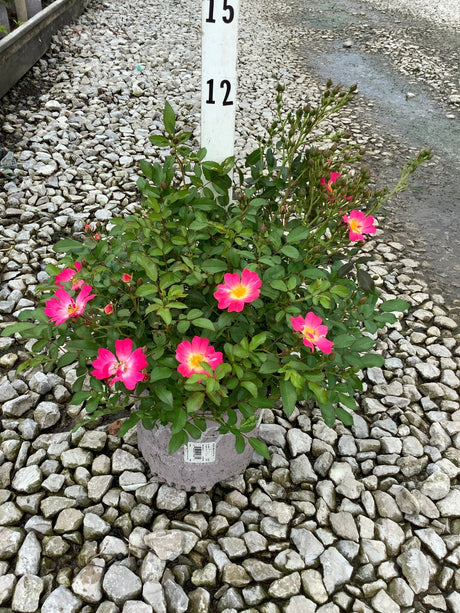 Pink Drift Groundcover Rose in a gray container displaying bright pink open blooms with yellow centers on a gravel nursery bed.