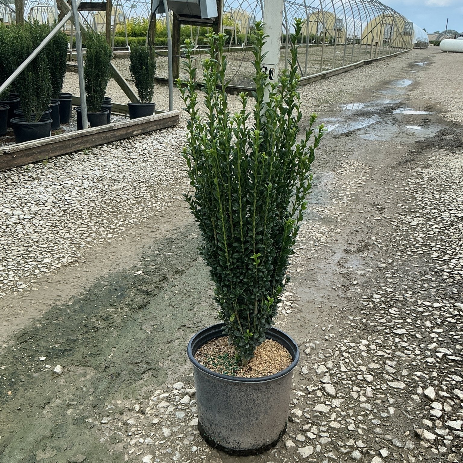 Sky Pencil Holly in a #3 container showing its narrow columnar habit with dense dark green foliage at a nursery.