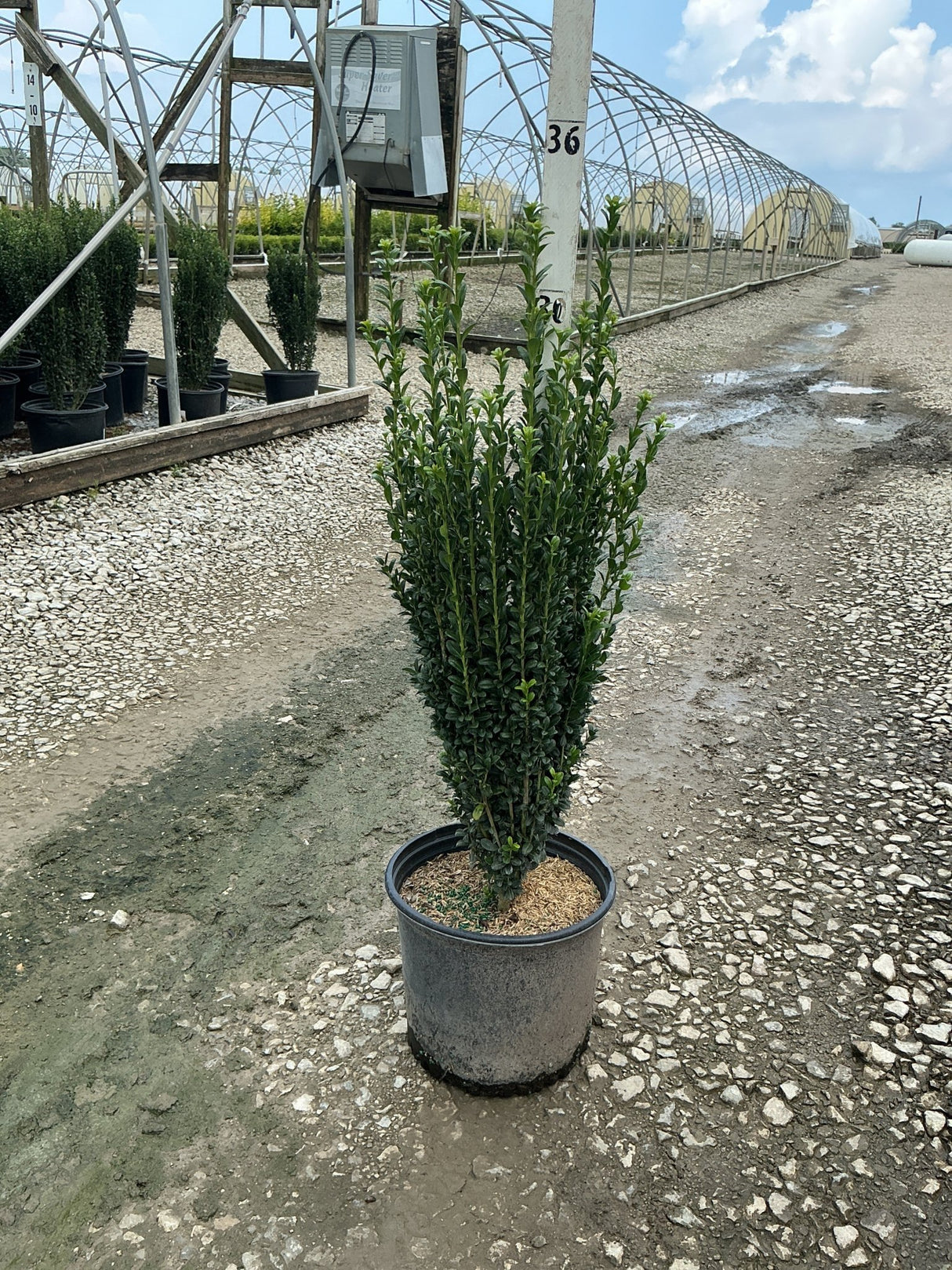 Sky Pencil Holly in a #3 container showing its narrow columnar habit with dense dark green foliage at a nursery.