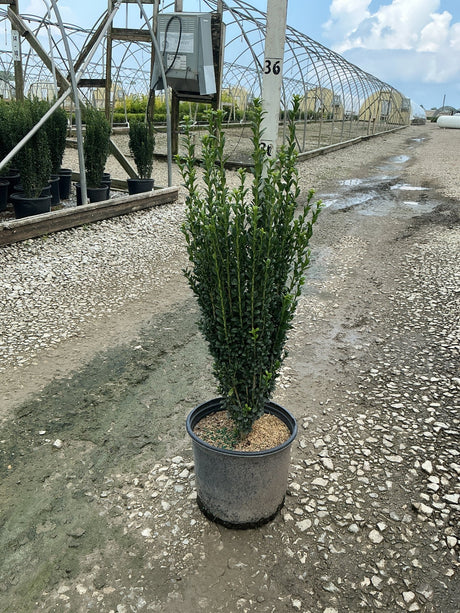 Sky Pencil Holly in a #3 container showing its narrow columnar habit with dense dark green foliage at a nursery.