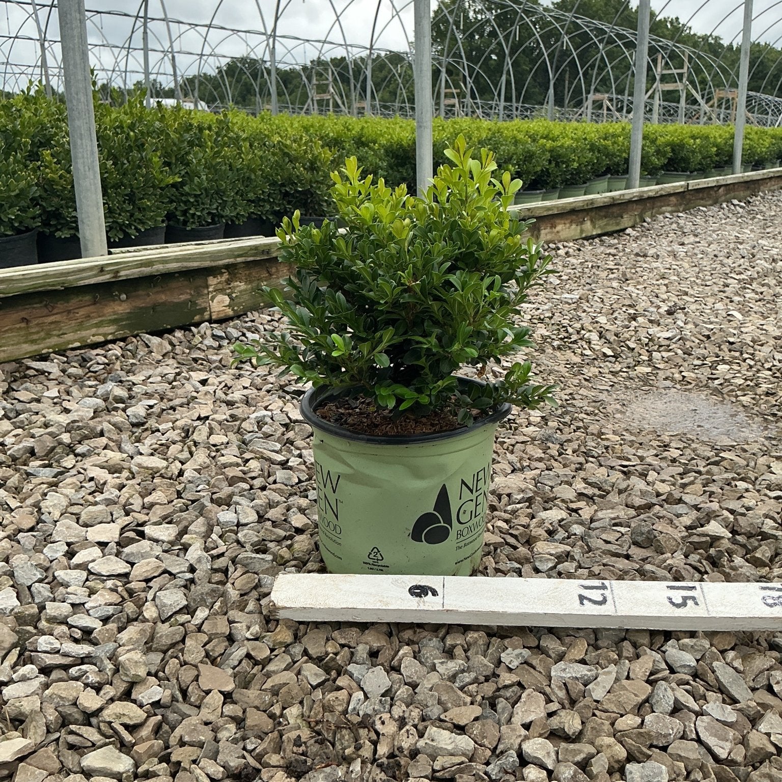 NewGen Independence Boxwood in a #1 container at a nursery, showing dense green foliage on gravel.