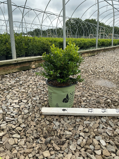 NewGen Independence Boxwood in a #1 container at a nursery, showing dense green foliage on gravel.