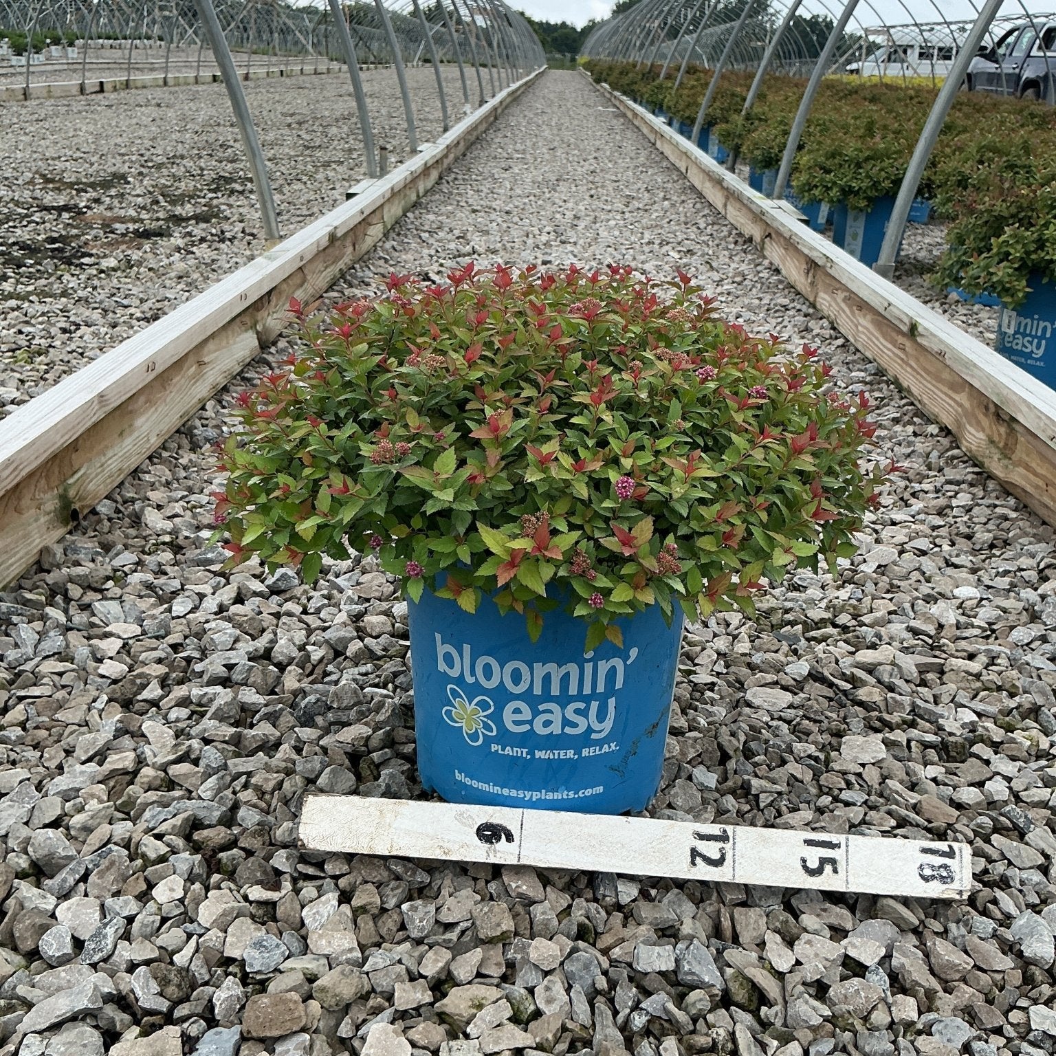 Rainbow Fizz Spirea in a blue Bloomin Easy container showing colorful red and green foliage at a nursery growing facility.