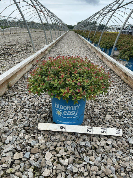 Rainbow Fizz Spirea in a blue Bloomin Easy container showing colorful red and green foliage at a nursery growing facility.