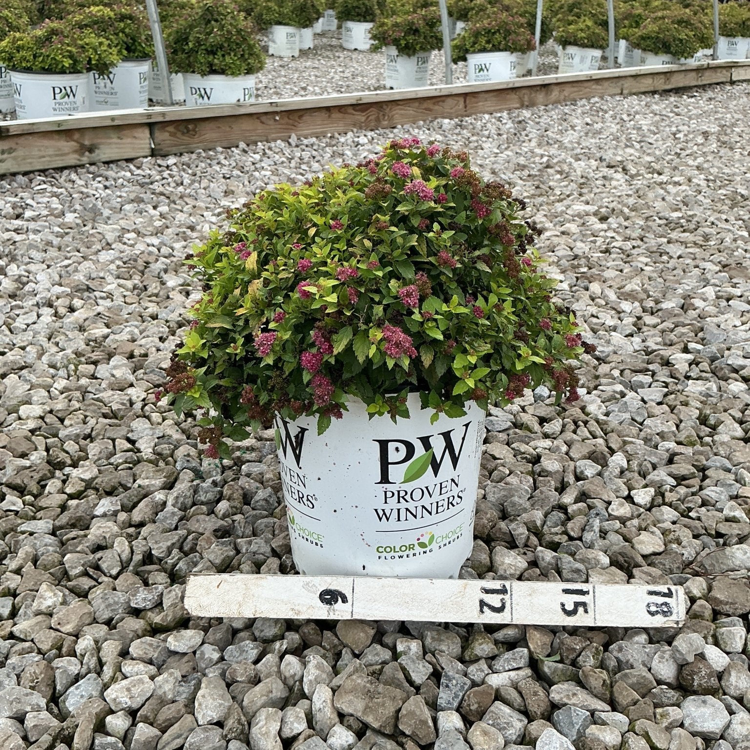 Double Play Gold Spirea shrub in a Proven Winners #2 container, showing mounded habit with pink blooms and bright green foliage.