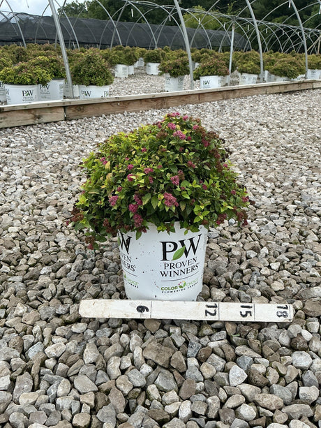 Double Play Gold Spirea shrub in a Proven Winners #2 container, showing mounded habit with pink blooms and bright green foliage.