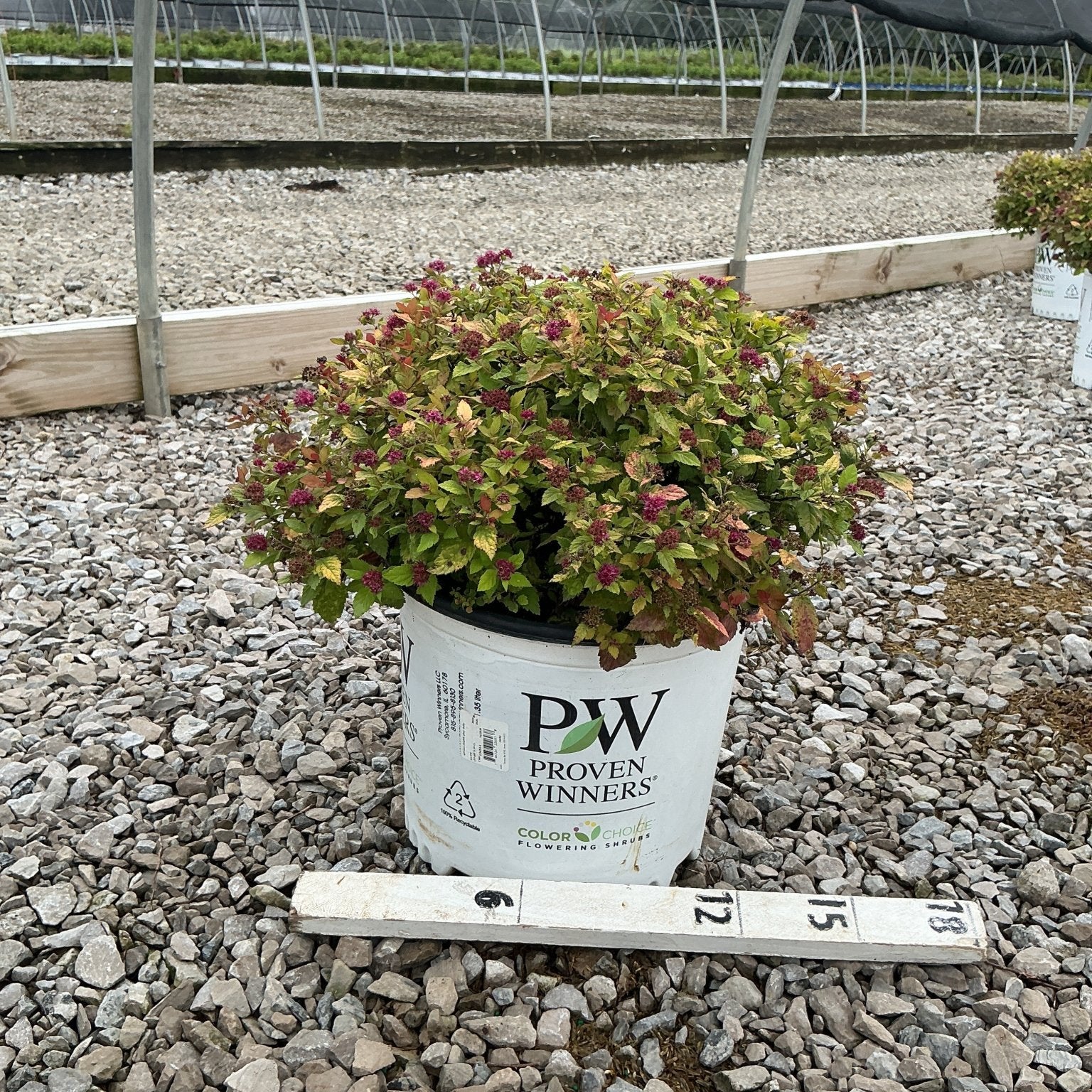 Double Play Dolly Spirea shrub in a #3 Proven Winners container, showing colorful foliage and dark pink blooms at a nursery.