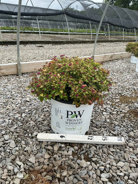 Double Play Dolly Spirea shrub in a #3 Proven Winners container, showing colorful foliage and dark pink blooms at a nursery.