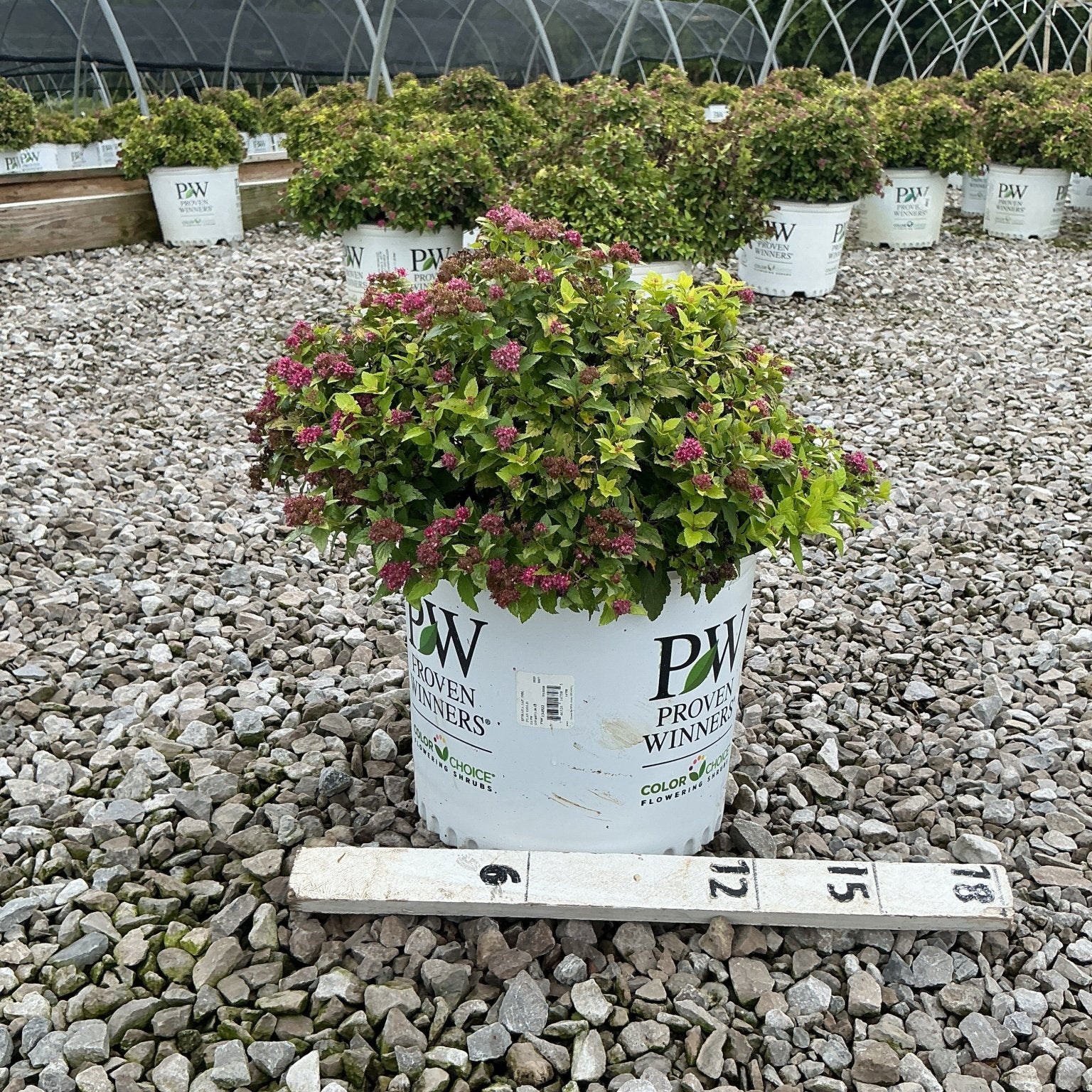 Double Play Gold Spirea shrub in a #3 Proven Winners container, showing bright green foliage and pink blooms at a nursery.