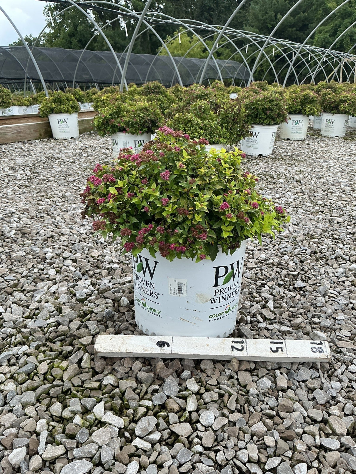 Double Play Gold Spirea shrub in a #3 Proven Winners container, showing bright green foliage and pink blooms at a nursery.