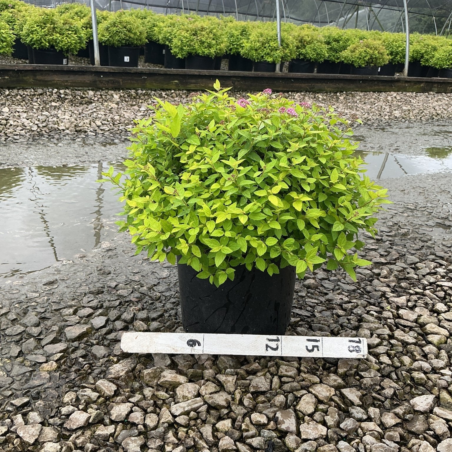 Goldmound Spirea shrub in a #3 container with bright chartreuse foliage and pink blooms, shown on gravel at a nursery.