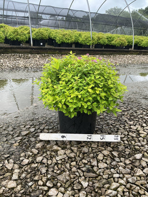 Goldmound Spirea shrub in a #3 container with bright chartreuse foliage and pink blooms, shown on gravel at a nursery.