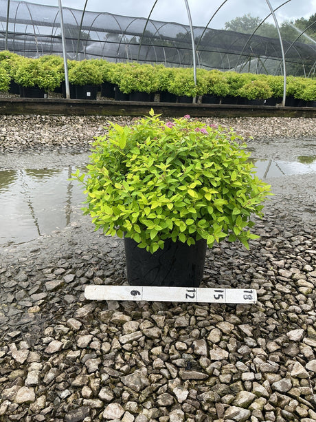 Goldmound Spirea shrub in a #3 container with bright chartreuse foliage and pink blooms, shown on gravel at a nursery.